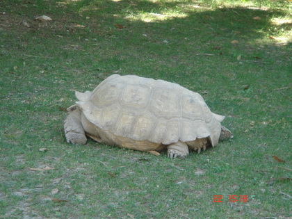 千年鬼哦..........可是不给面子...怕羞 千年鬼哦..........可是不给面子...怕羞