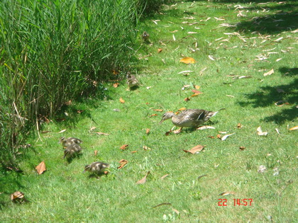 孩子们~~~快回来~~~~~坏人们来了~~~ 孩子们~~~快回来~~~~~坏人们来了~~~