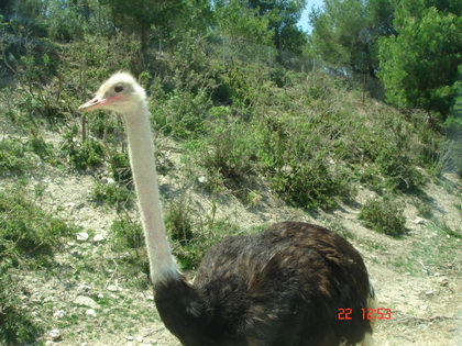 先来只鸵鸟~~~~~~~ 先来只鸵鸟~~~~~~~