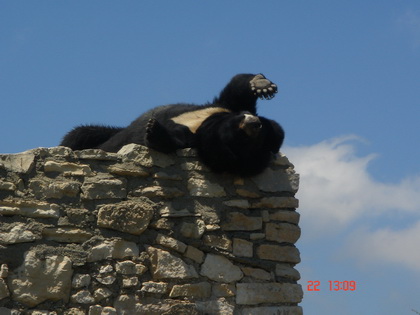 唉~~~~无忧无虑啊....伸伸懒腰~~ 唉~~~~无忧无虑啊....伸伸懒腰~~