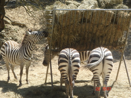 你看我们2个的屁屁怎么样????好看吧,,,, 你看我们2个的屁屁怎么样????好看吧,,,,