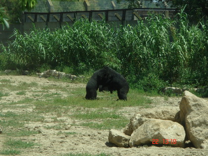2只小熊在打架~~~~难道是为了一个女的??? 2只小熊在打架~~~~难道是为了一个女的???