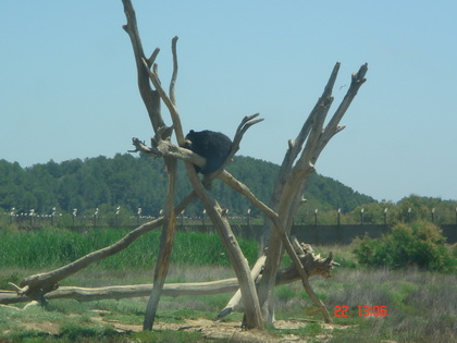 离的很远~~~~一只黑熊大哥在树上打盹~~~ 离的很远~~~~一只黑熊大哥在树上打盹~~~