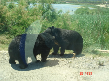 拍的时候,...它们正在打架~~~~~~ 拍的时候,...它们正在打架~~~~~~