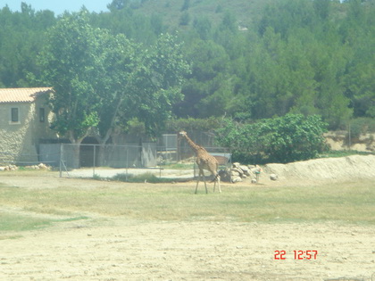 长颈鹿~~~~~哦~~~~很就没有看到过了 长颈鹿~~~~~哦~~~~很就没有看到过了