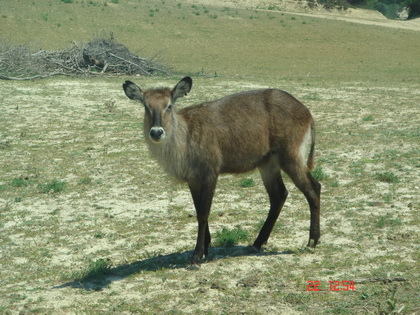 叫了很多次才回头.......汗死大家了 叫了很多次才回头.......汗死大家了