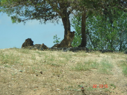 我们的到来引起了狮子大哥的注意~~~~有点怕~~ 我们的到来引起了狮子大哥的注意~~~~有点怕~~