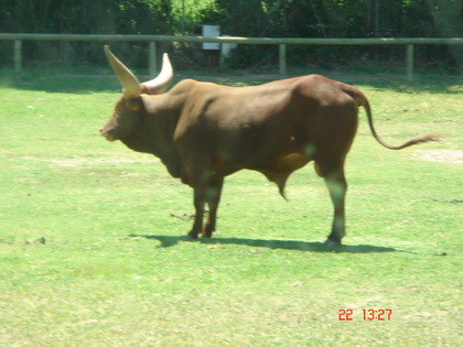 你看我的角大不大~~~嘿嘿~~~~~ 你看我的角大不大~~~嘿嘿~~~~~