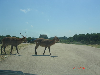 这几只老鹿当我们不存在~~~很大胆~ 这几只老鹿当我们不存在~~~很大胆~