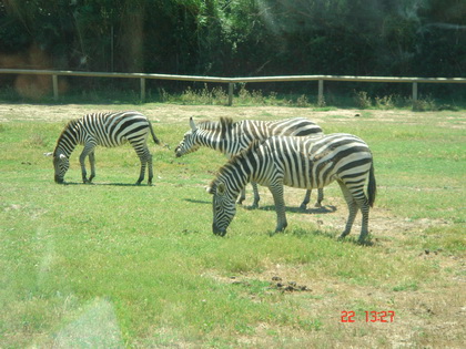 我不怕你们...也不想理你们~~~~我饿这呢 我不怕你们...也不想理你们~~~~我饿这呢