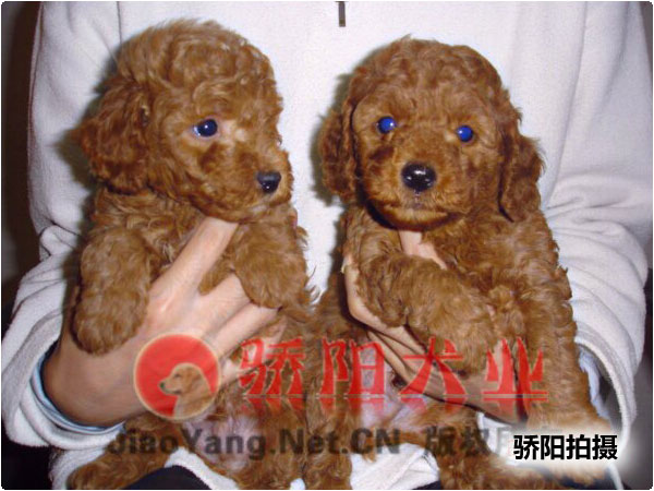 泰迪。。。