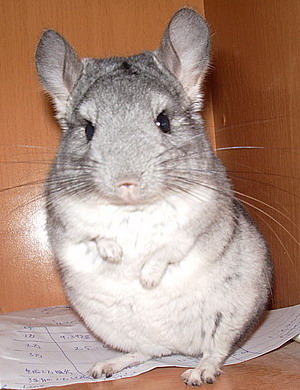 2008-1 走失的猫猫.jpg